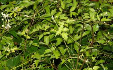 Clematis grata Wall. 串鼻龍