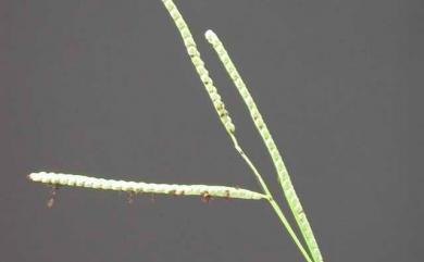 Paspalum scrobiculatum 鴨姆草