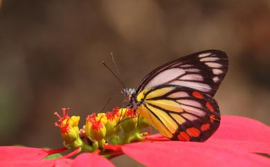 Delias hyparete luzonensis Felder & Felder, 1862 白豔粉蝶