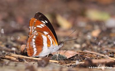 Athyma opalina hirayamai (Matsumura, 1935) 流帶蛺蝶