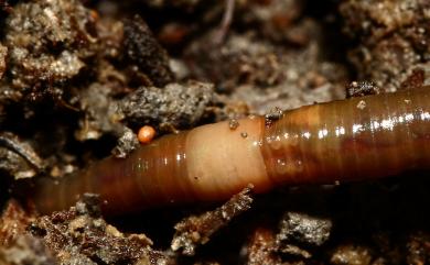 Amynthas hupeiensis (Michaelsen, 1895) 湖北遠環蚓