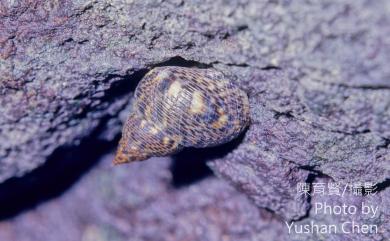 Littoraria scabra scabra (Linnaeus, 1758) 粗紋玉黍螺