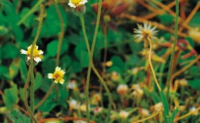 Tridax procumbens 長柄菊