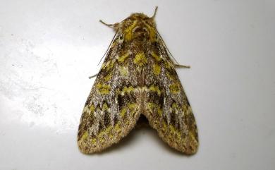 Pseudosomera noctuiformis yunwu Schintlmeister & Fang, 2001 金絲舟蛾