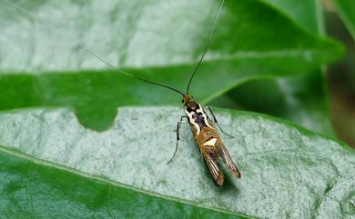 Nemophora magnifica Kozlov, 1997 斷帶長角蛾