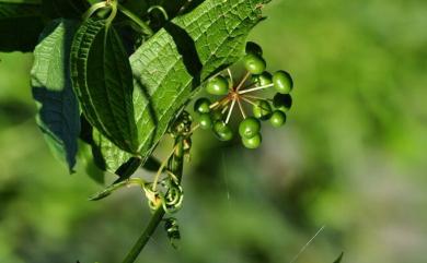 Smilax riparia A.DC. 大武牛尾菜