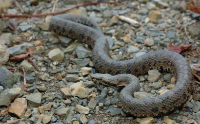 Trimeresurus gracilis Oshima, 1920 菊池氏龜殼花