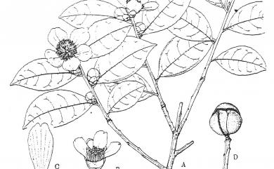 Camellia brevistyla (Hayata) Cohen-Stuart 短柱山茶