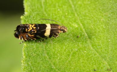 Glyphipterix gemmula Diakonoff & Arita, 1976