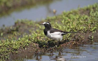 Motacilla grandis Sharpe, 1885 日本鶺鴒