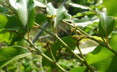 Liodendron formosanum 臺灣假黃楊