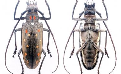 Batocera davidis Deyrolle, 1878 大衛大天牛