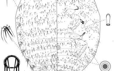 Crisicoccus chiponensis (Takahashi, 1939) 知本粉介殼蟲