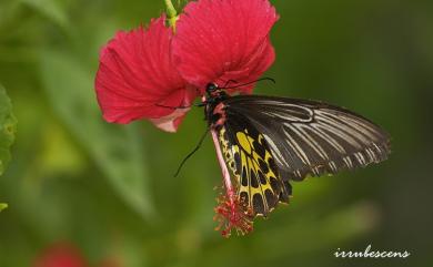 Troides aeacus kaguya Nakahara & Esaki, 1930 黃裳鳳蝶