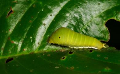 Graphium doson postianus (Fruhstorfer, 1902) 木蘭青鳳蝶