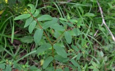 Euphorbia hyssopifolia L. 紫斑大戟