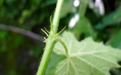 Rubus alceifolius Poir. 羽萼懸鉤子