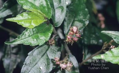 Pellionia radicans (Siebold & Zucc.) Wedd. 赤車使者