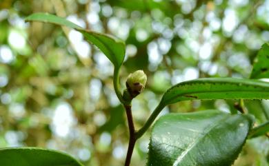 Camellia japonica L. 日本山茶