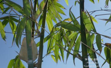 Bambusa oldhamii 綠竹