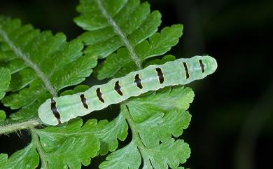 Callopistria nobilior Eda, 2000 小紅暈散紋夜蛾