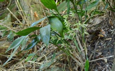 Cymbidium lancifolium var. syunitianum 大竹柏蘭