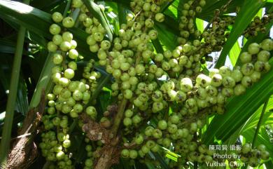 Rhapis excelsa (Thunb.) A.Henry 觀音棕竹