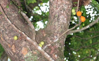 Ficus punctata 大果藤榕