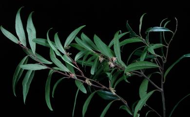 Sarcococca saligna 柳狀野扇花