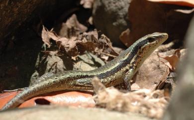 Eutropis multicarinata borealis (Brown & Alcala, 1980) 多稜真棱蜥