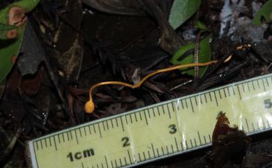 Ophiocordyceps myrmecophila