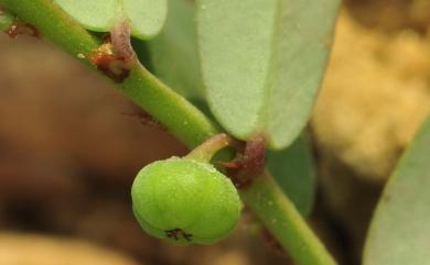 Phyllanthus ussuriensis Rupr. & Maxim. 蜜甘草