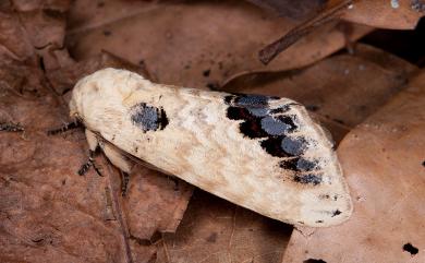 Phalera flavescens flavescens (Bremer & Grey, 1852) 蘋掌舟蛾