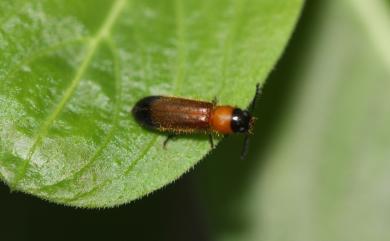 Tenerus hilleri Harold, 1877