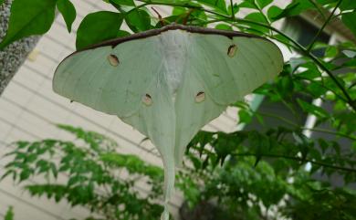 Actias sinensis subaurea Kishida, 1993 臺灣長尾水青蛾