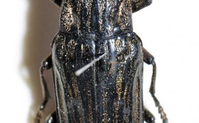 Chalcophora japonica miwai Kurosawa, 1974 松吉丁蟲