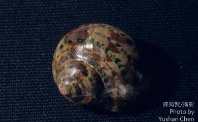 Turbo petholatus Linnaeus, 1758 貓眼蠑螺