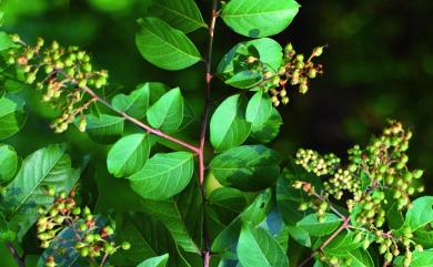 Lagerstroemia subcostata Koehne 九芎