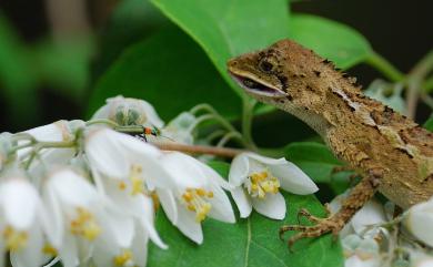 Diploderma swinhonis (Günther, 1864) 斯文豪氏攀蜥