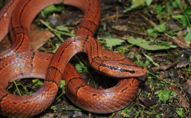 Oreocryptophis porphyraceus kawakamii (Oshima, 1910) 紅竹蛇