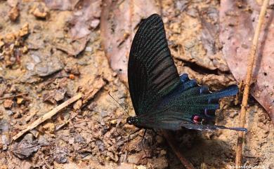 Papilio dialis tatsuta Murayama, 1970 穹翠鳳蝶