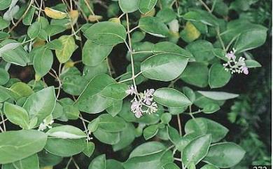 Vitex rotundifolia L.f. 海埔姜