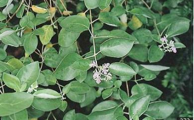 Vitex rotundifolia 海埔姜