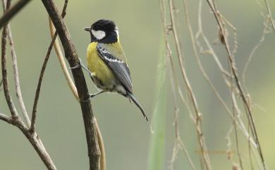 Parus monticolus insperatus 青背山雀