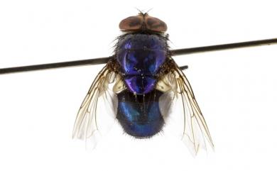 Lucilia porphyrina (Walker, 1857) 紫綠蠅
