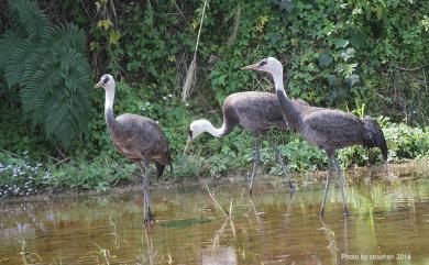 Grus monacha Temminck, 1835 白頭鶴