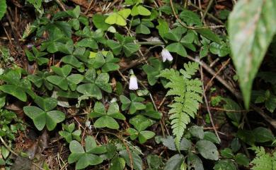 Oxalis acetosella subsp. griffithii f. formosana 臺灣山酢漿草