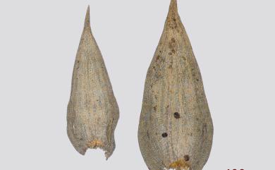 Leucodon temperatus H. Akiy., 1987 中台白齒苔