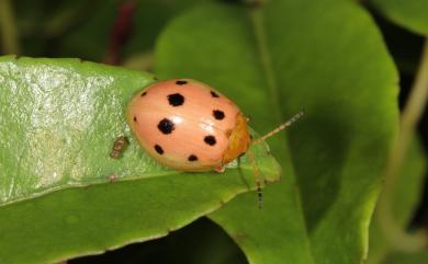 Oides decempunctata (Billberg, 1808) 十星偽瓢螢金花蟲