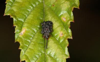 Dactylispa insulicola Chujo, 1933 島嶼鐵甲蟲